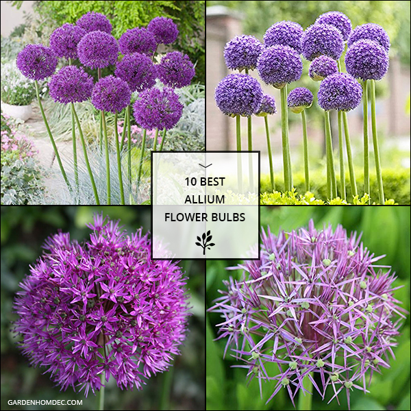 Best Allium Flower Bulbs