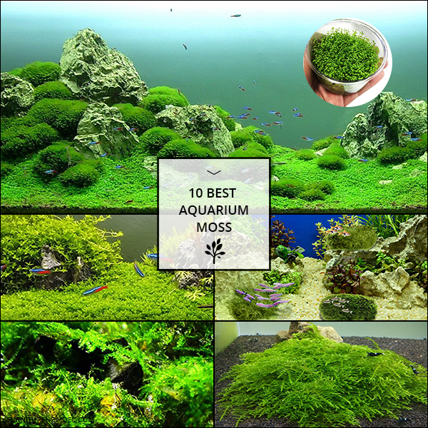 Best Aquarium Moss