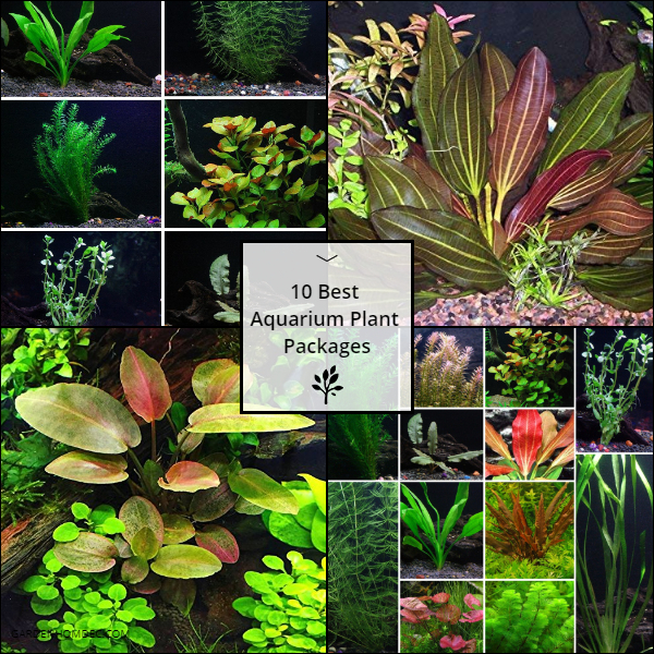 Best Aquarium Plant Packages