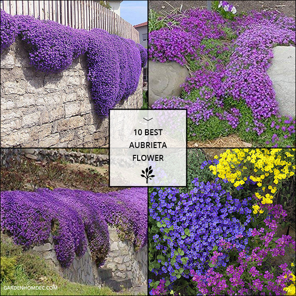 10 Best Aubrieta Flower