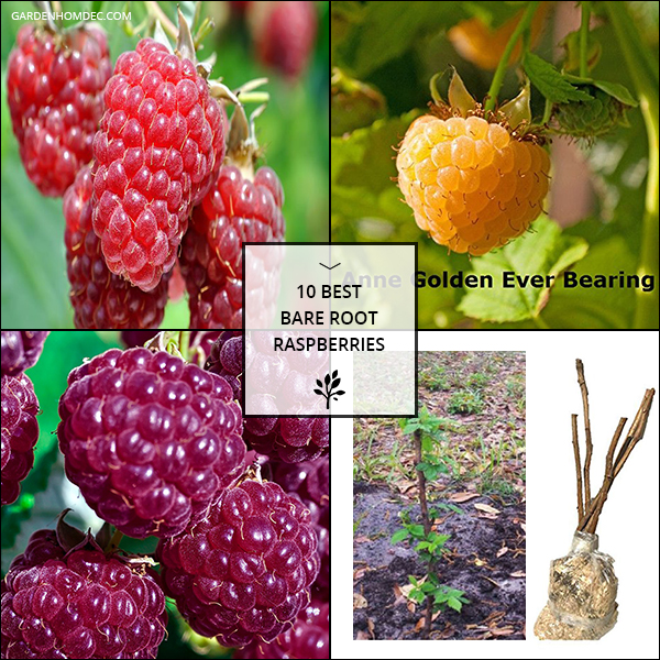 10 Best Bare Root Raspberries