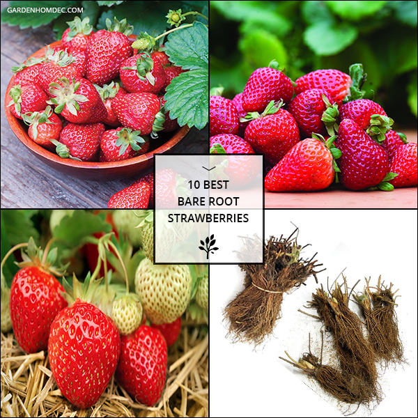10 Best Bare Root Strawberries