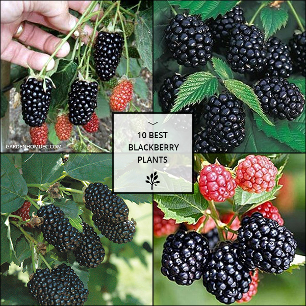 10 Best Blackberry Plants