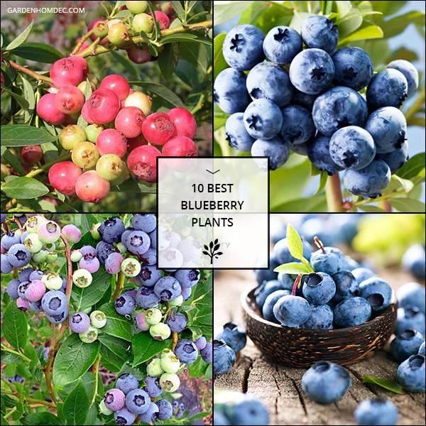 10 Best Blueberry Plants