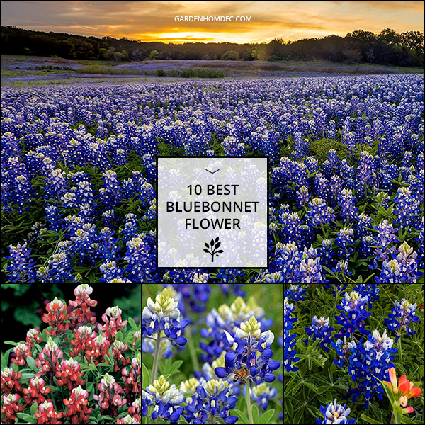 10 Best Bluebonnet Flower