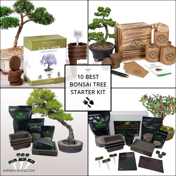 10 Best Bonsai Tree Starter Kit