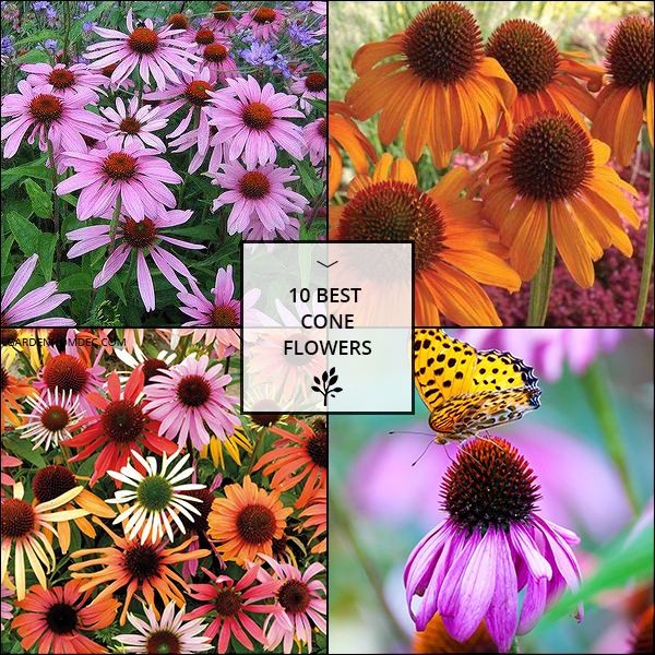 10 Best Cone Flowers Reviewed
