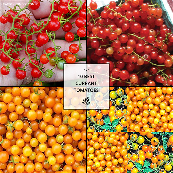 10 Best Currant Tomatoes