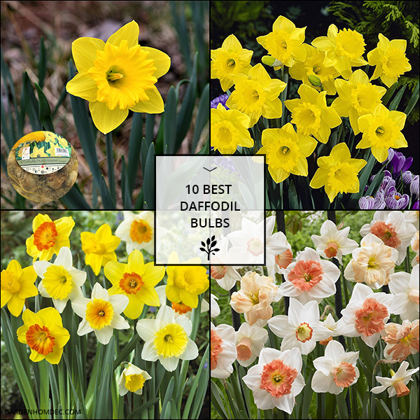 10 Best Daffodil Bulbs
