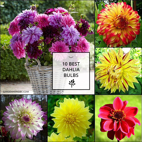 10 Best Dahlia Bulbs Reviewed