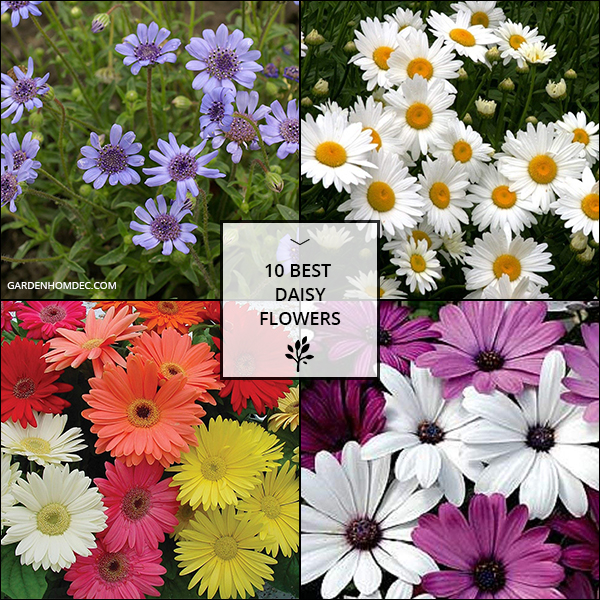 10 Best Daisy Flowers