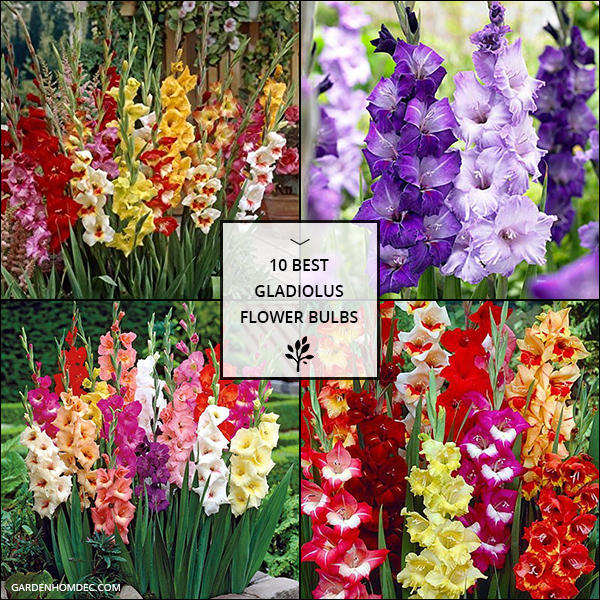 Best Gladiolus Flower Bulbs