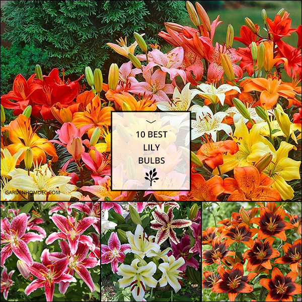 10 Best Lily Bulbs