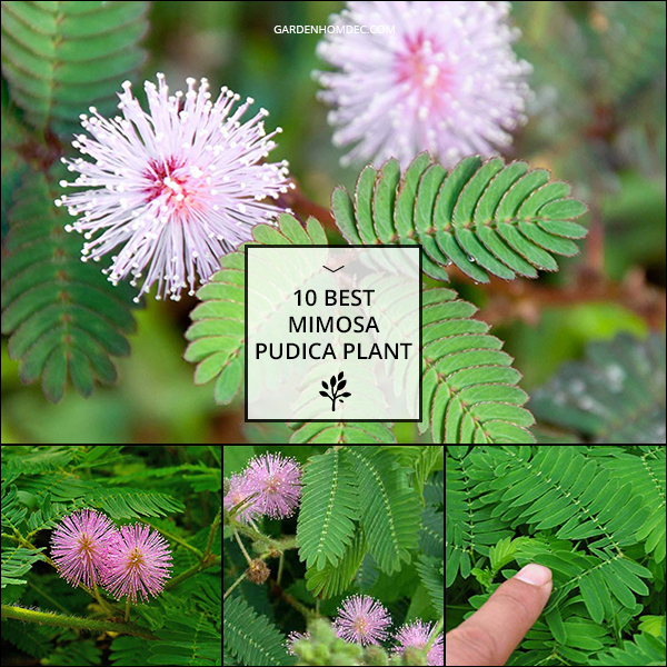 10 Best Mimosa Pudica Plant