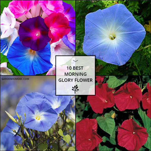 10 Best Morning Glory Flower