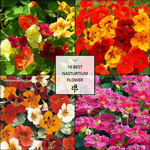 10 Best Nasturtium Flower