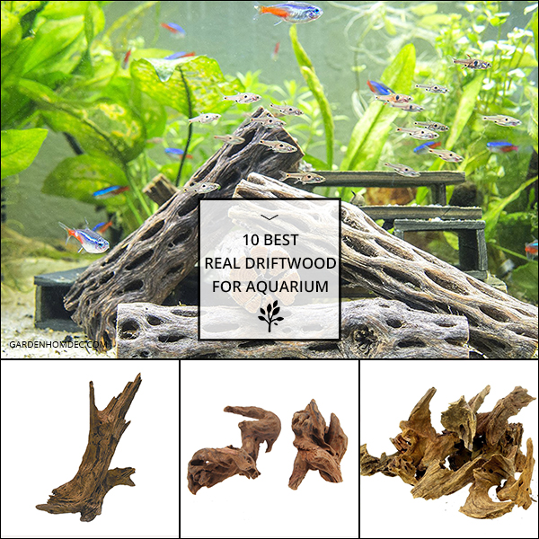 Best Real Driftwood For Aquarium