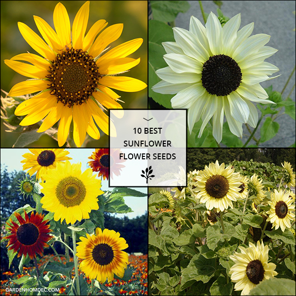 Best Sunflower Flower Seeds