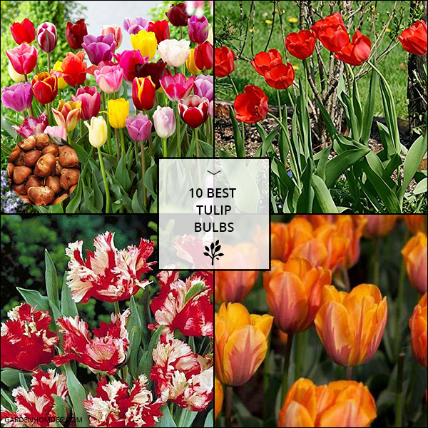10 Best Tulip Bulbs Reviewed