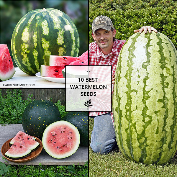 10 Best Watermelon Seeds
