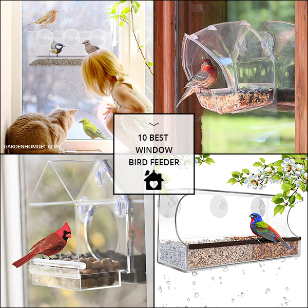 10 Best Window Bird Feeder